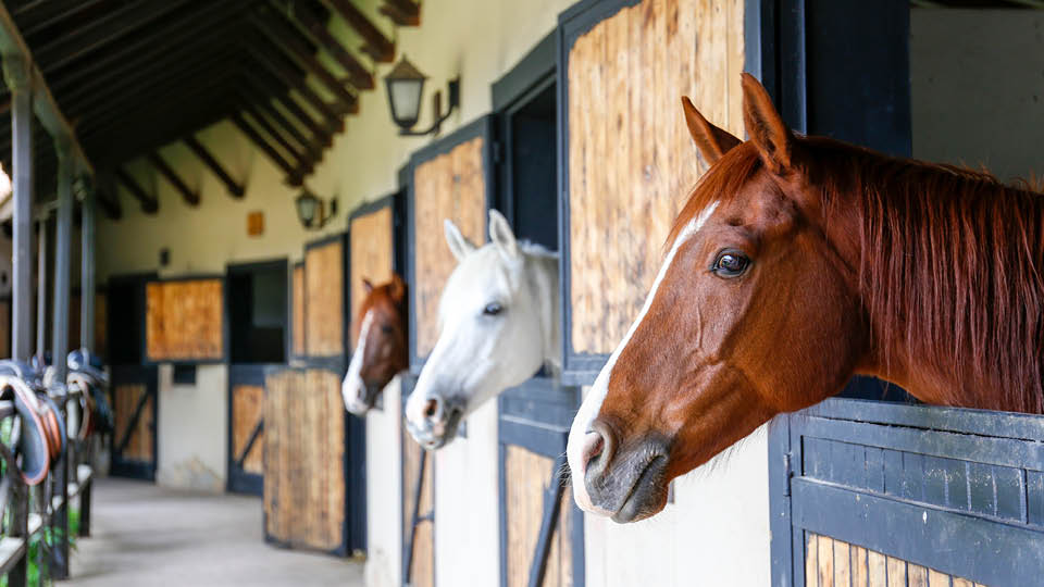California Thoroughbred Association Horse Auction