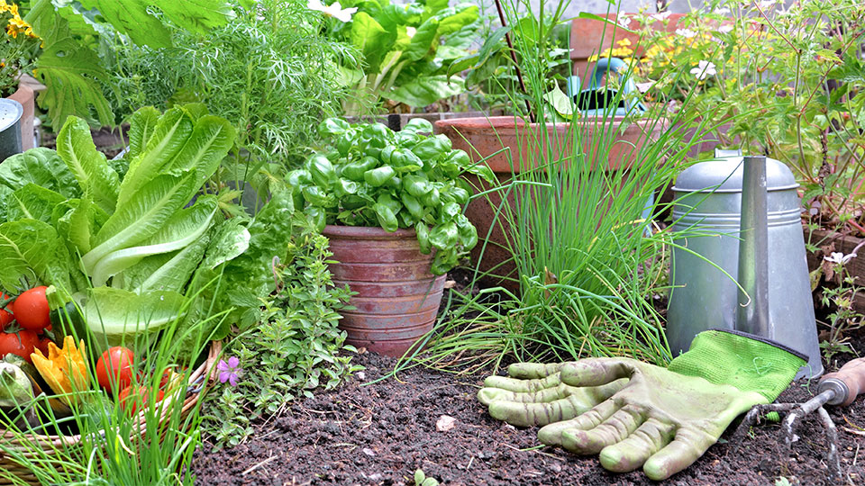 Master Gardener’s Grow LA Vegetable Gardening Class