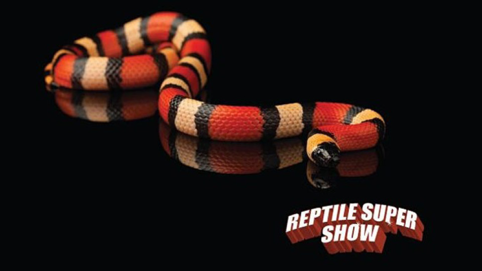 Reptile Super Show